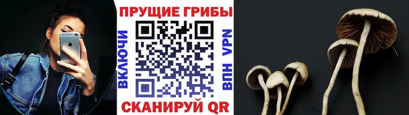 Галлюциногенные грибы Psilocybe  Острогожск 